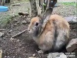 Rabbit Hiding her kids Ground and feeding them Secretly