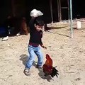 Rooster vs kids  Roosters chasing kid