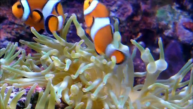 Sea Animals for Kids | Top 20 Best Sea Animals Videos for Children | Learn Sea Animals Names
