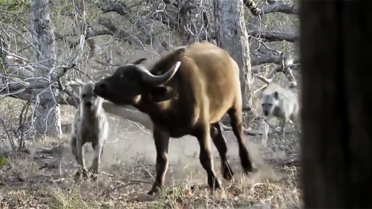 Lion Vs Hyena Vs Buffalo - Most Amazing Wild Animal Attacks videos
