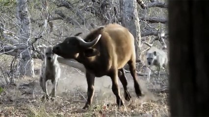 Lion Vs Hyena Vs Buffalo - Most Amazing Wild Animal Attacks videos