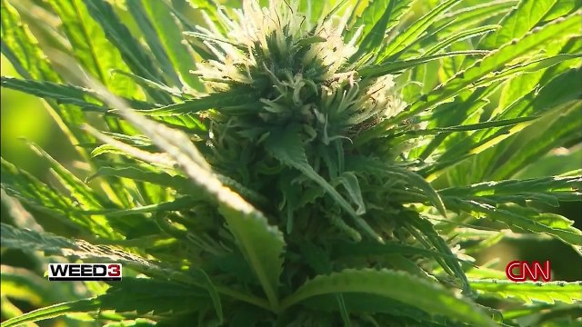 WEED 3: The Marijuana Revolution - CNN Special Report by Dr. Sanjay Gupta (2015)