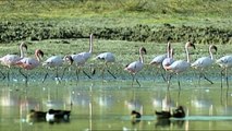 Flamingos | Nature - Planet Doc Full Documentaries HD