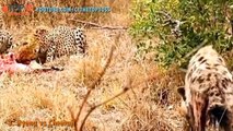 THE TOP 10 || TOP 10 HYENAS .V.S. ANIMALS || Hyenas vs Cheetah, Wild Dogs, Buffalo,...