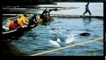 Killer Whale - National Geographic (Nature Documentary)