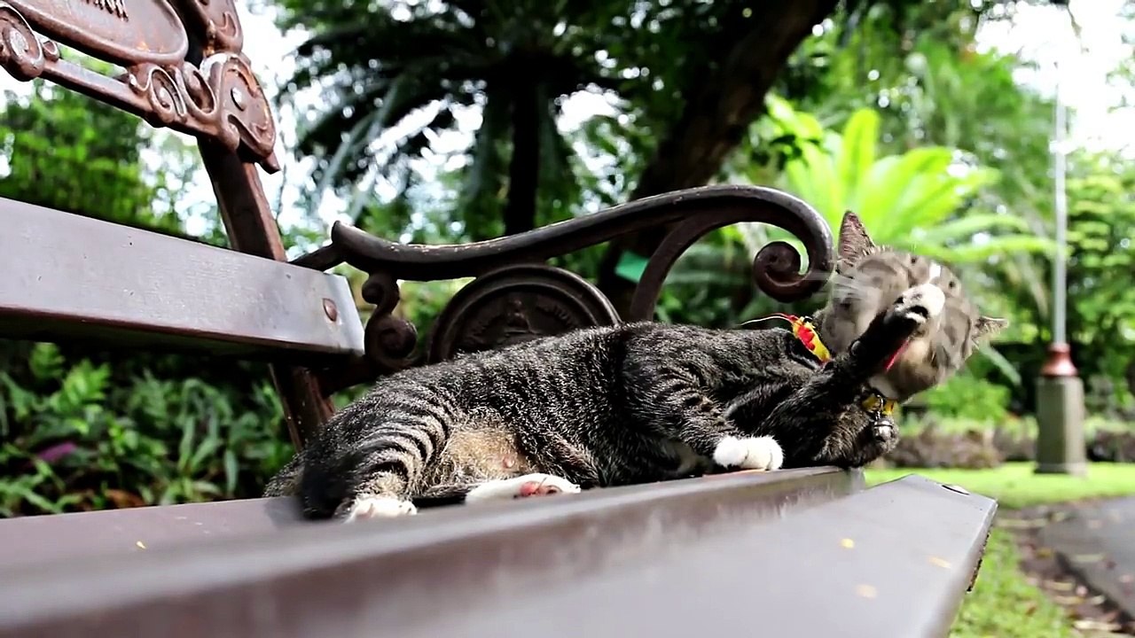 If Your Cat Does This, Do NOT Worry!