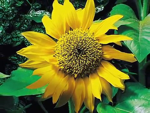 Spanish: Learn Colors with Nature - for babies, toddlers, infants & preschoolers