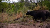 Lion Vs Buffalo Vs Hyena attack Buffalo - Most Amazing Hyena kill Buffalo brutal Fight