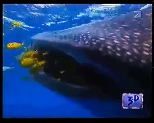 Albtraum der Meere - Megalodon [Doku deutsch] part 1/2