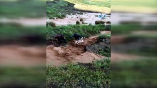 Sele kapılan koyunun kurtarılma anı kamerada