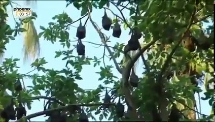 Land der Koalabären [Doku deutsch]