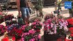 GRAU D'AGDE - Senteurs printanières pour les Floralies 2018