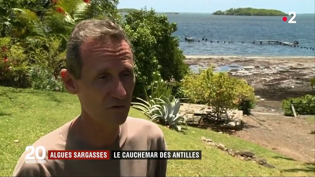 Les algues sargasses, le cauchemar des Antilles