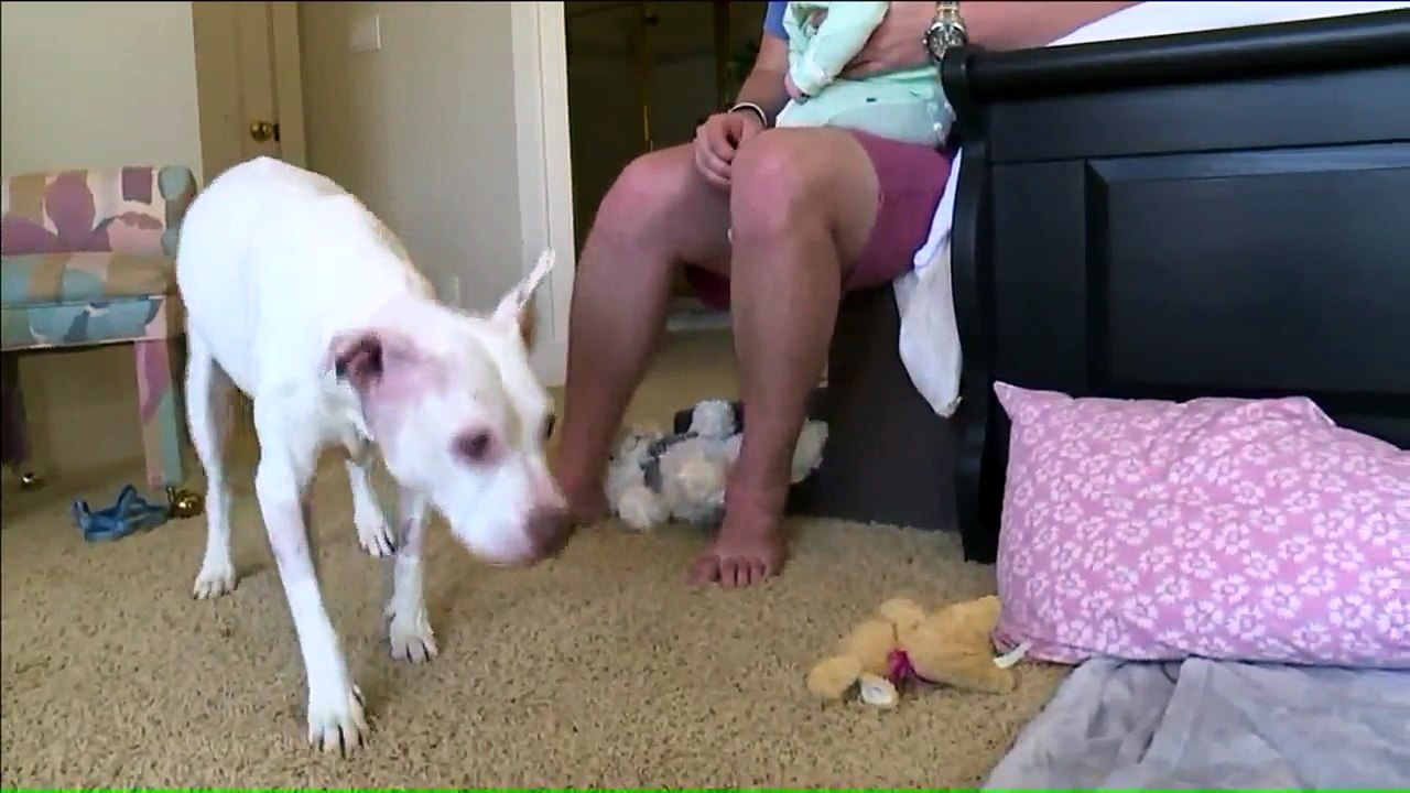 Activists Hope Dog Found with Two Bullet Wounds in Head Will Prompt Stricter Animal Abuse Laws