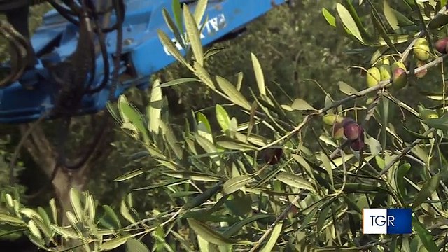 Puglia: cominciata l'irrorazione forzata di veleni nell'indifferenza di tutti. Agricoltori protestano: Basta! Ma dalla Regione replicano: allarmi infondati