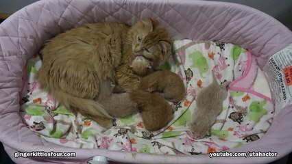 #Cute Ginger Cat - #Kittens