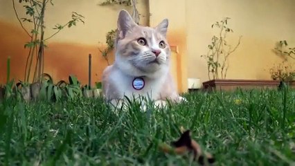 my cute cat sitting outside