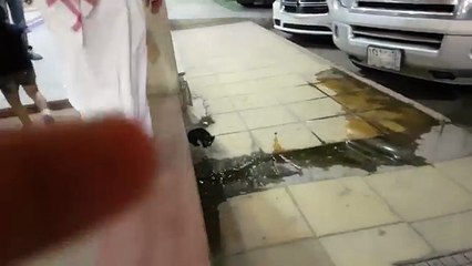 قطة صغيرة كيوت  - cute beauty cat