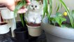 1 Month baby Persian Chinchilla cats playing | Cat cute