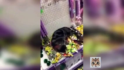 Funny Cats Fails Compilation 2018 - Try Not To Laugh #2 - Cute VN