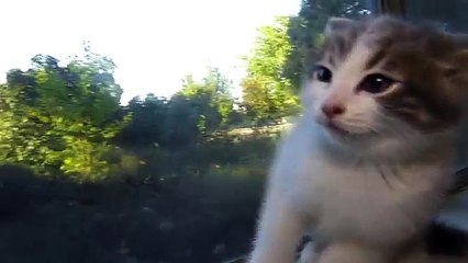 Talking Kitty Cat 50 - How To Piss Off A Cat