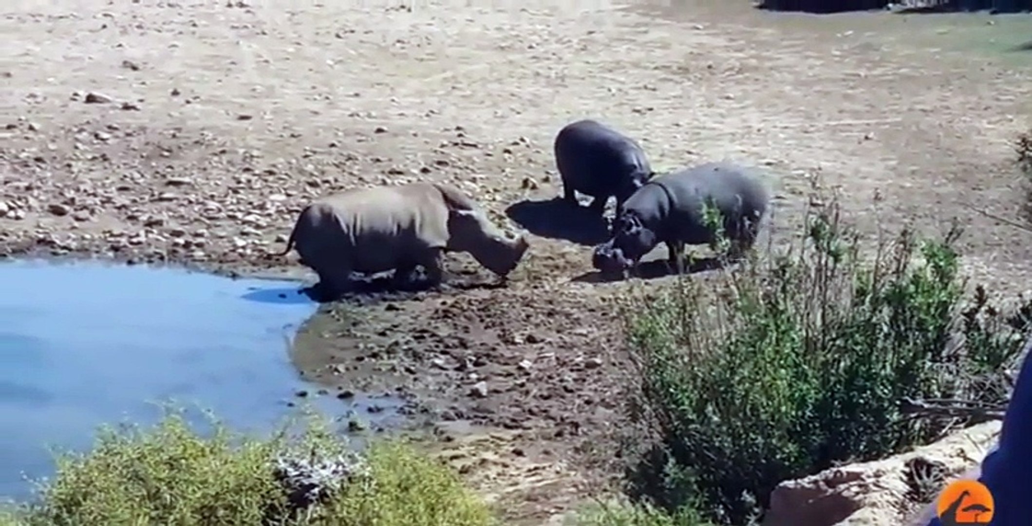 Hypopotamus vs Rhinoceros /  hipopotamo vs rinoceronte BATALLA BRUTAL