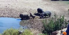 Hypopotamus vs Rhinoceros /  hipopotamo vs rinoceronte BATALLA BRUTAL