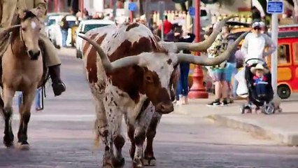 Texas Flip and Move S08E09 Fashionista Flourish