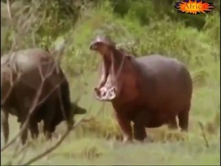 hippopotamus vs buffalo/  hipopotamo vs bufalo, lucha de titanes