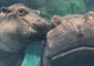 Baby Hippo Fiona Gives Mom a Kiss on the Cheek