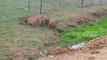 Strange Noise Startles Group of Capybaras
