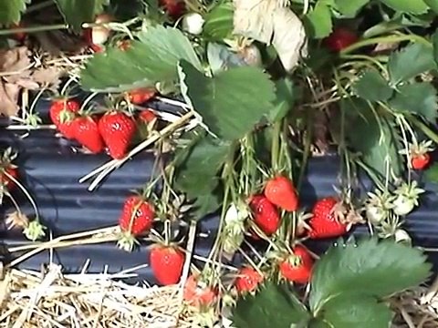 Сбор клубники. Франция