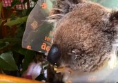 Blinded Koala on the Mend After Eye Surgery