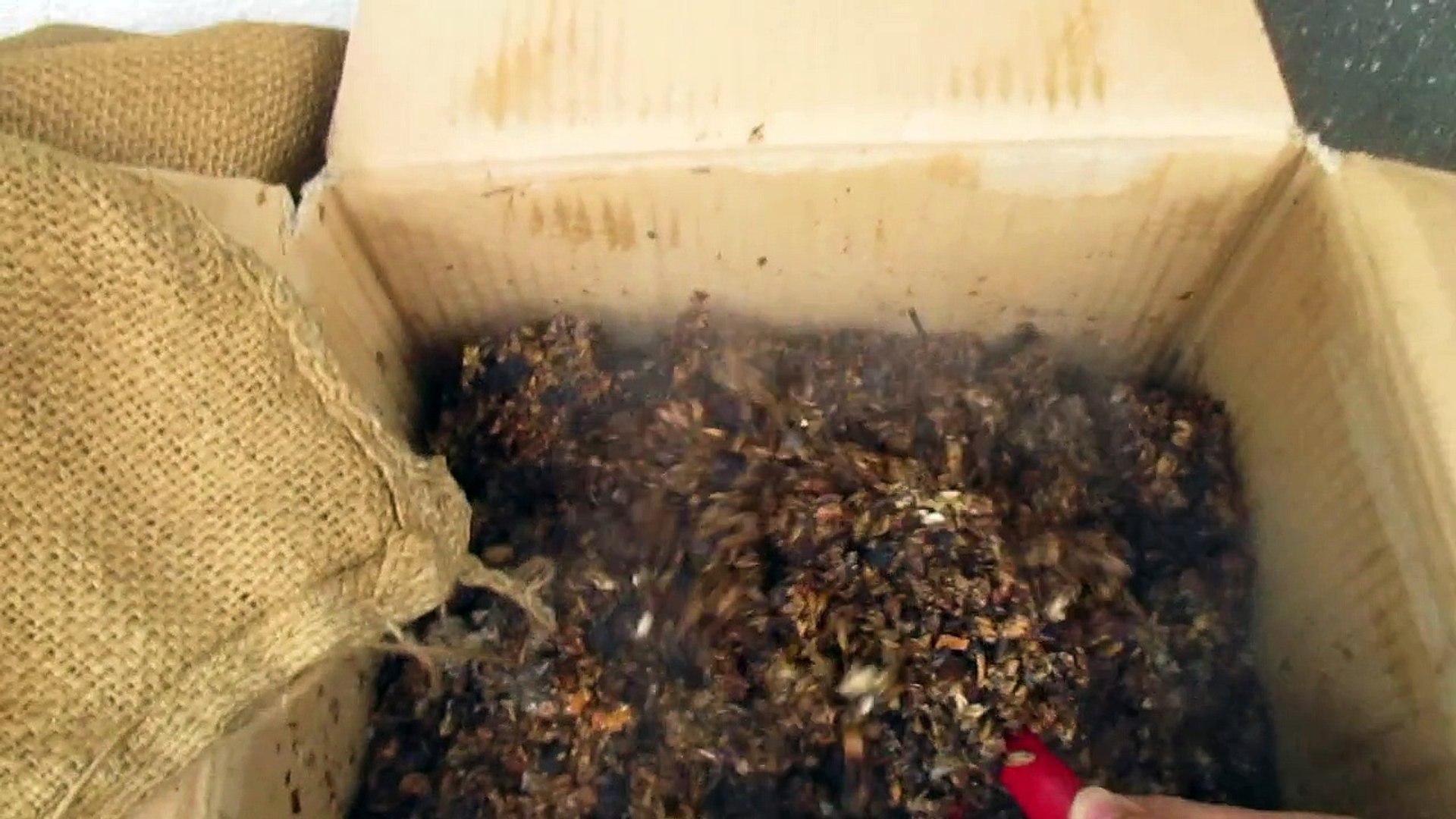 ビールの麦芽粕をダンボールコンポストで堆肥化1 動画 Dailymotion