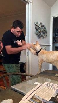 Entraînement de Boxe avec.. son chat !! Patte à patte !