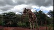 Cette girafe court parmi les touristes d'un Zoo !