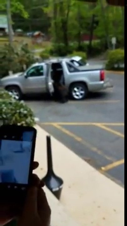 Cet ours ouvre une voiture et rentre dedans !