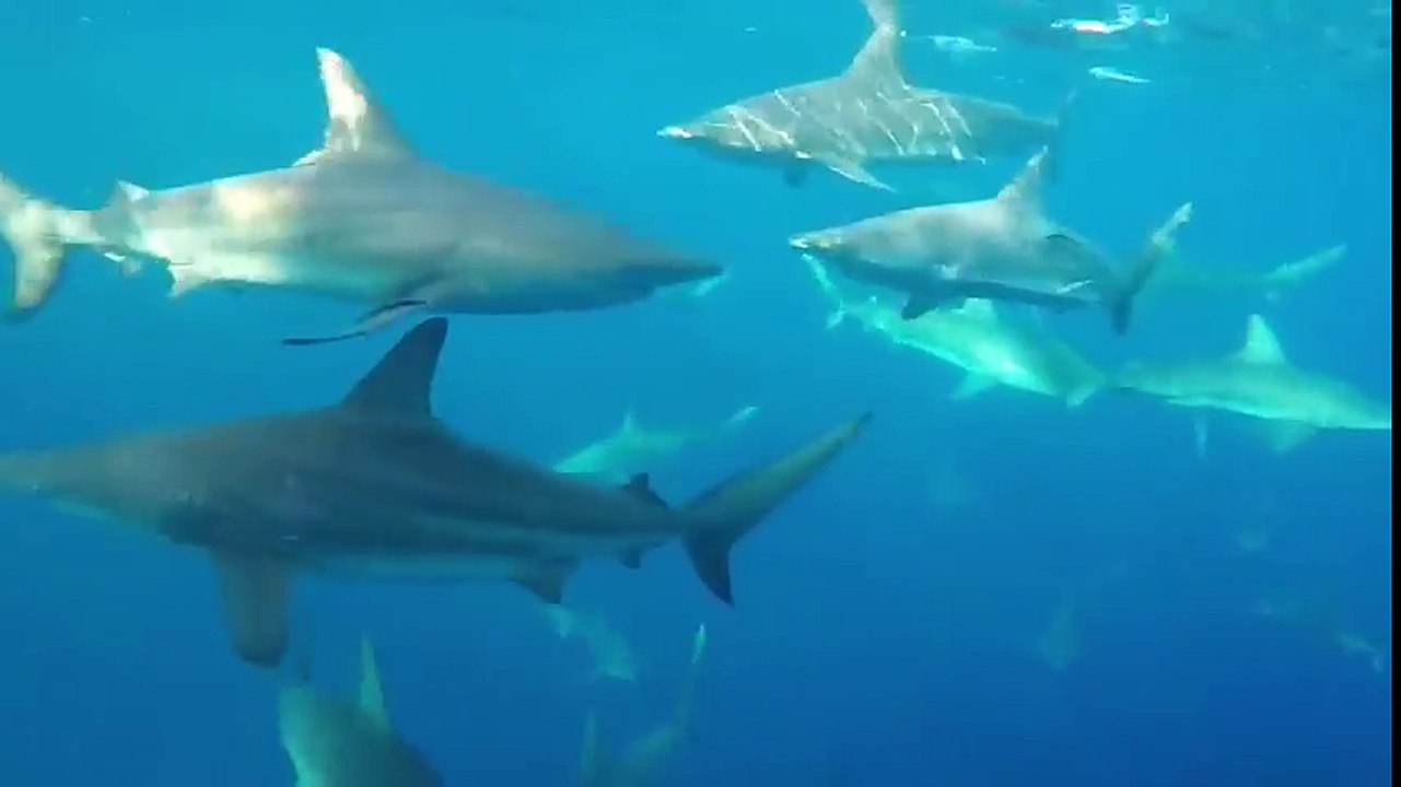 Quand tu filmes sous ton bateau... 30 requins qui nagent !!
