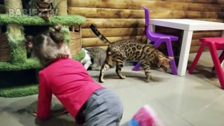 Chats drôles jouant avec Toddler dans Zoo