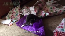 chats stupides vs Compilation de papier - chats mignons et drôles