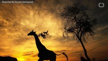 Giraffe Kills Filmmaker In South Africa