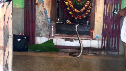 Cobra Appears in a Temple in India...!!!!!!