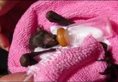 Baby Bat Enjoys Being Bottle Fed