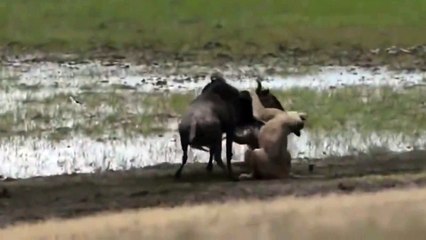 Lion Vs Wildebeest Vs Hyena - Hyena Attack Two Lion - Most Amazing Wild Animal Attack Video