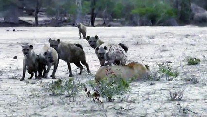 Lion vs Hyena Interaction - Hyena Attack And Kill Lion - Most Amazing Wild Animal Attack Videos