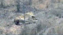 Hyena Attacking Lion  | Wild Animal Attack Video