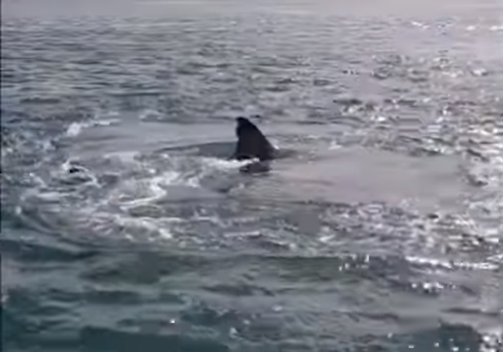 Houhora Harbourmaster Issues Warning Over 'Hungry' Great White Sharks