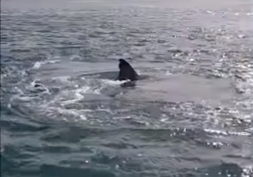 Houhora Harbourmaster Issues Warning Over 'Hungry' Great White Sharks