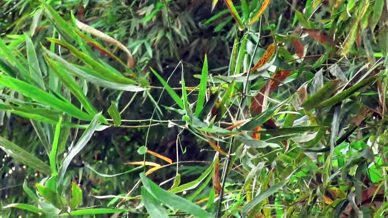 Primitive Technology - Eel Trap by Bamboo - Cooking Eel and eating delicious