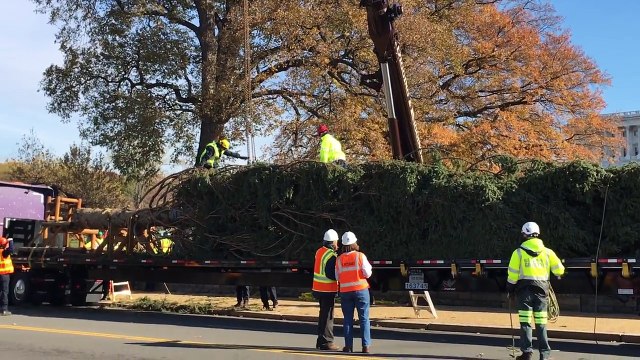 历经3460英里 国会圣诞树抵达华盛顿